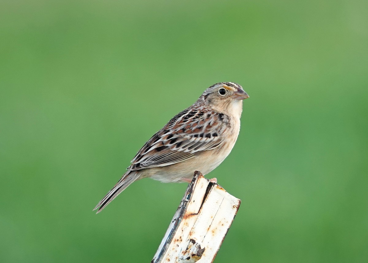 Grasshopper Sparrow - N. Wade Snyder