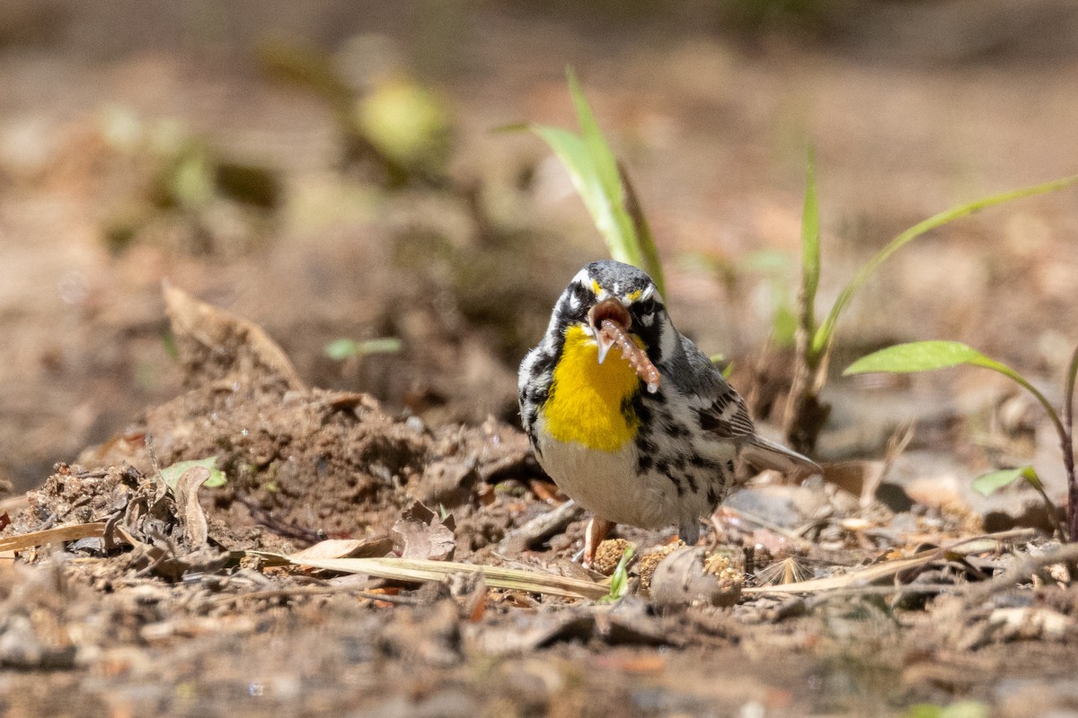 Yellow-throated Warbler - ML617457256