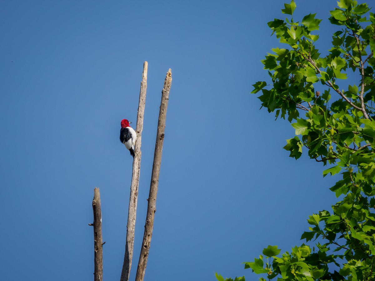 Red-headed Woodpecker - ML617457268