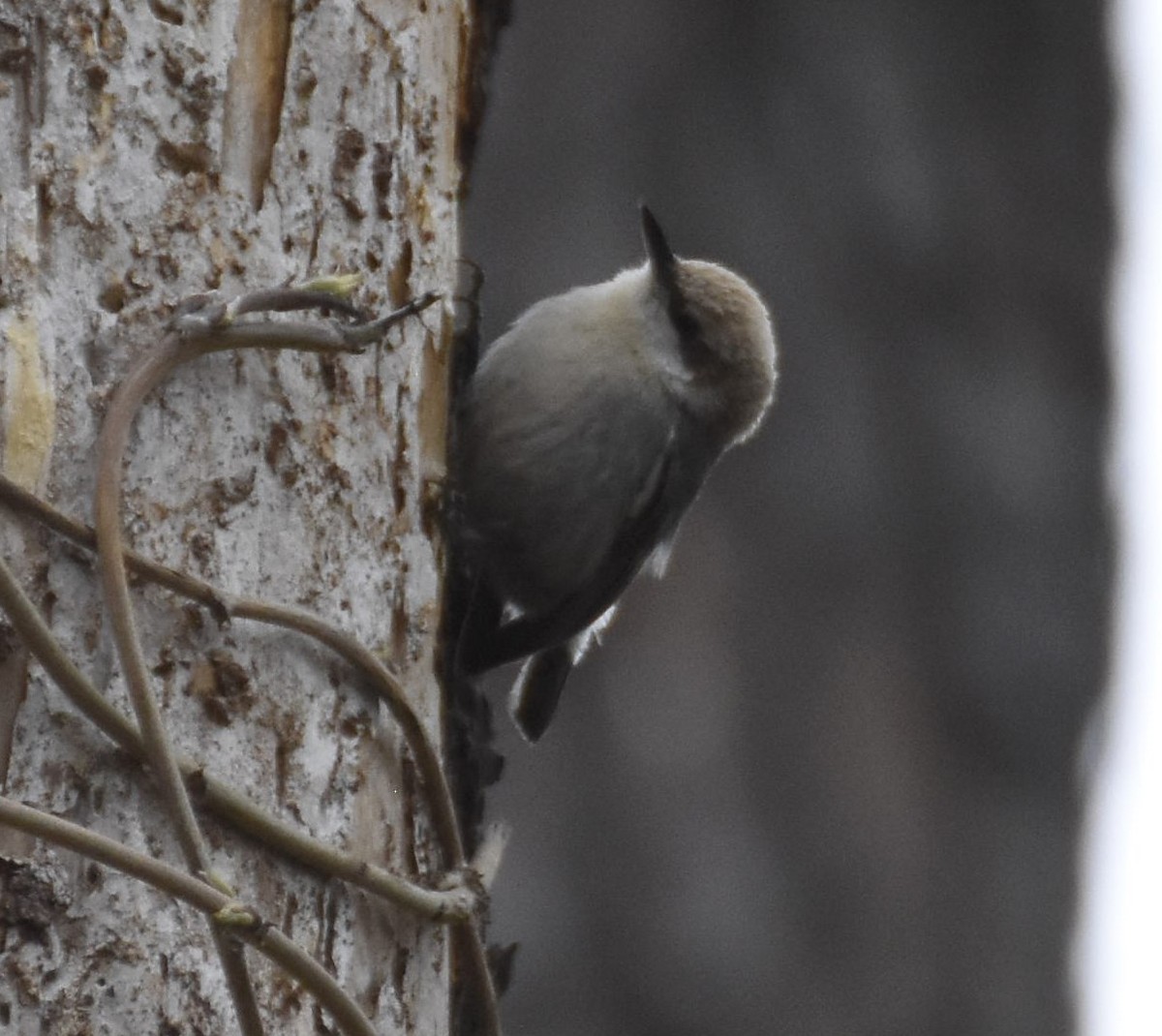 Brown-headed Nuthatch - ML617457294