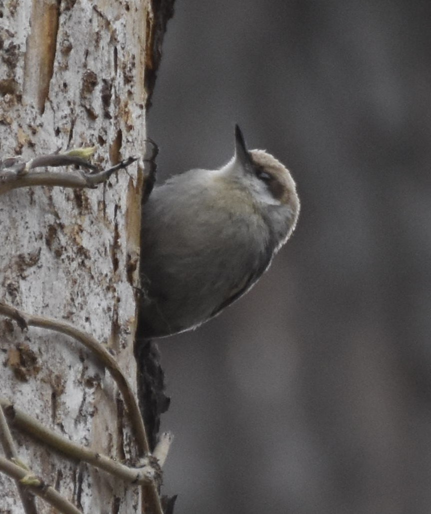 Brown-headed Nuthatch - ML617457295