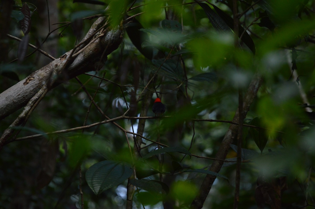 Red-capped Manakin - ML617457311