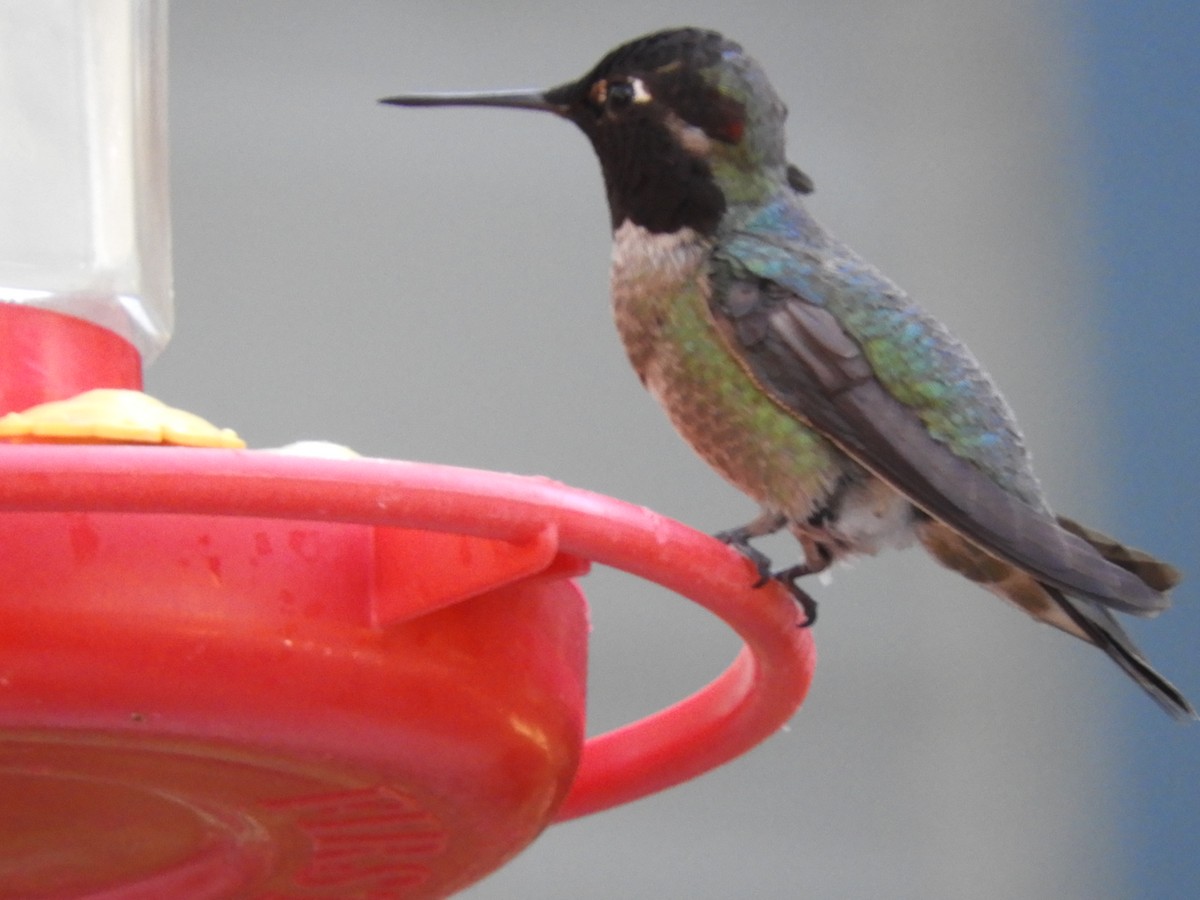 hummingbird sp. - ML617457319