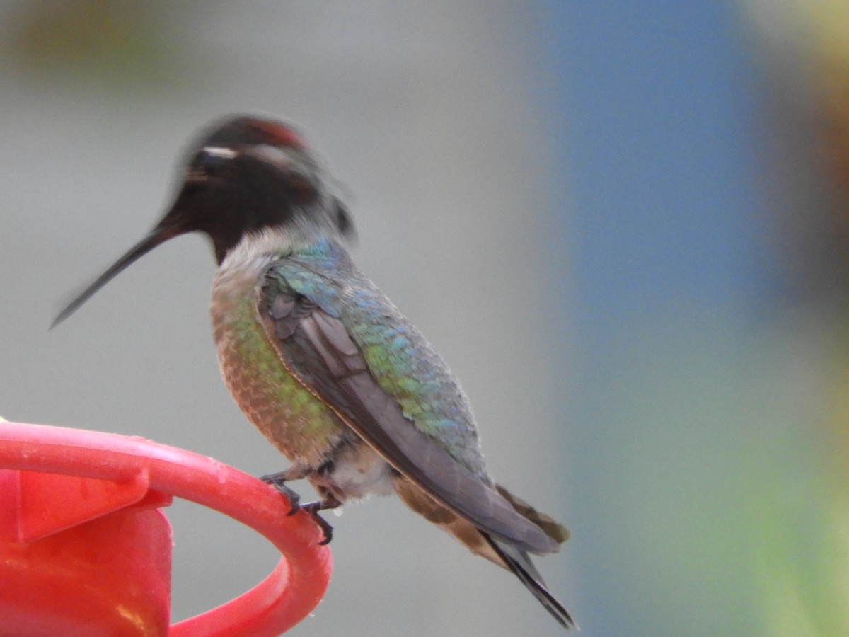 ub. kolibri (Trochilidae sp.) - ML617457323