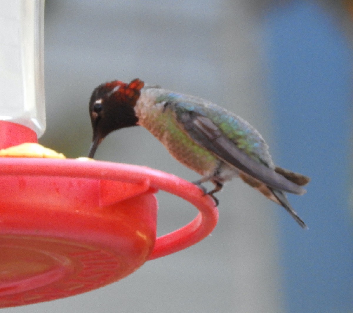 ub. kolibri (Trochilidae sp.) - ML617457325