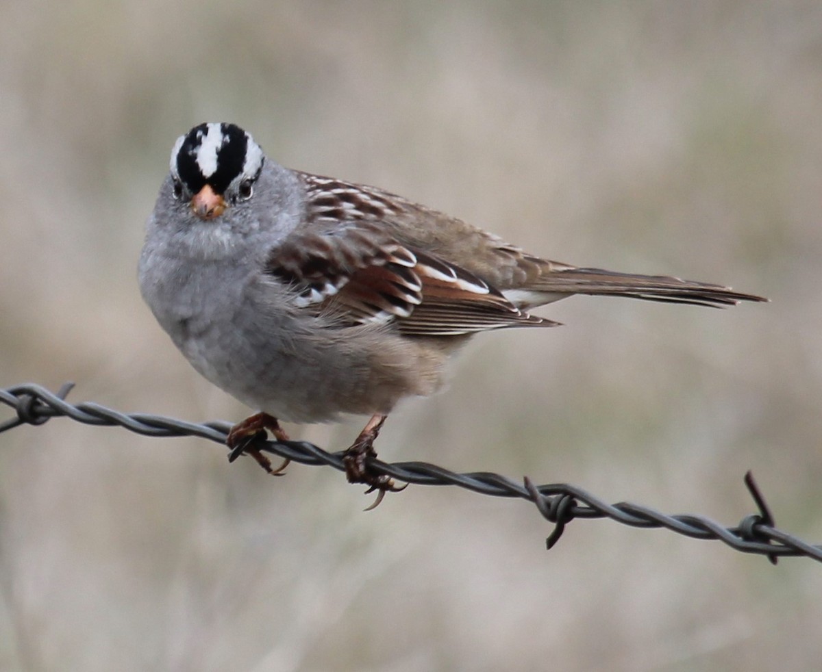 White-crowned Sparrow - Milton Vine