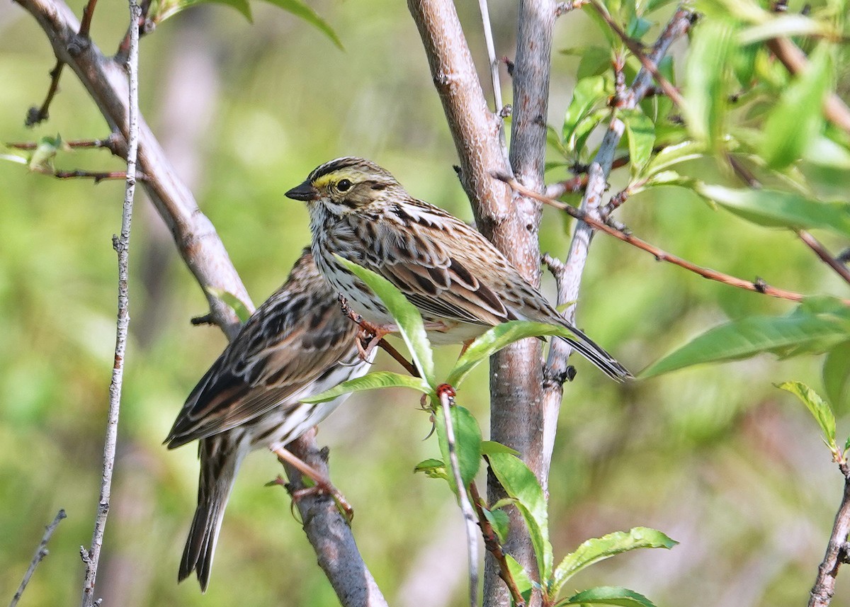 Savannah Sparrow - ML617457441