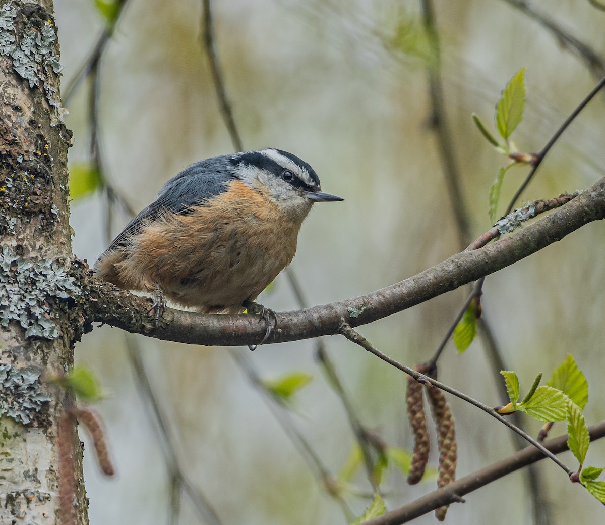 Red-breasted Nuthatch - ML617457479