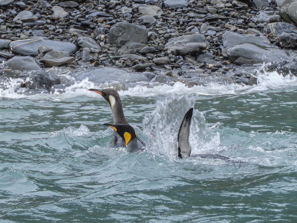 tučňák patagonský - ML617457564