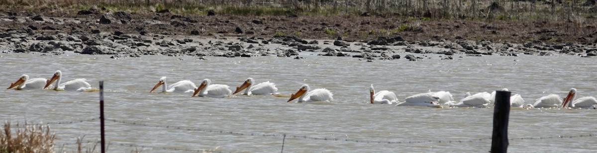 American White Pelican - Jill Punches