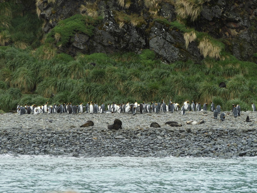 tučňák patagonský - ML617457573