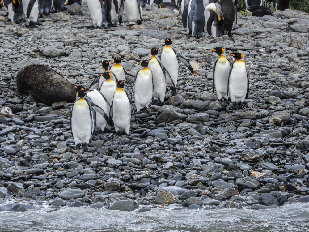 tučňák patagonský - ML617457579