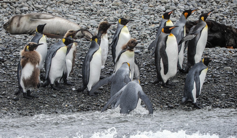 tučňák patagonský - ML617457585