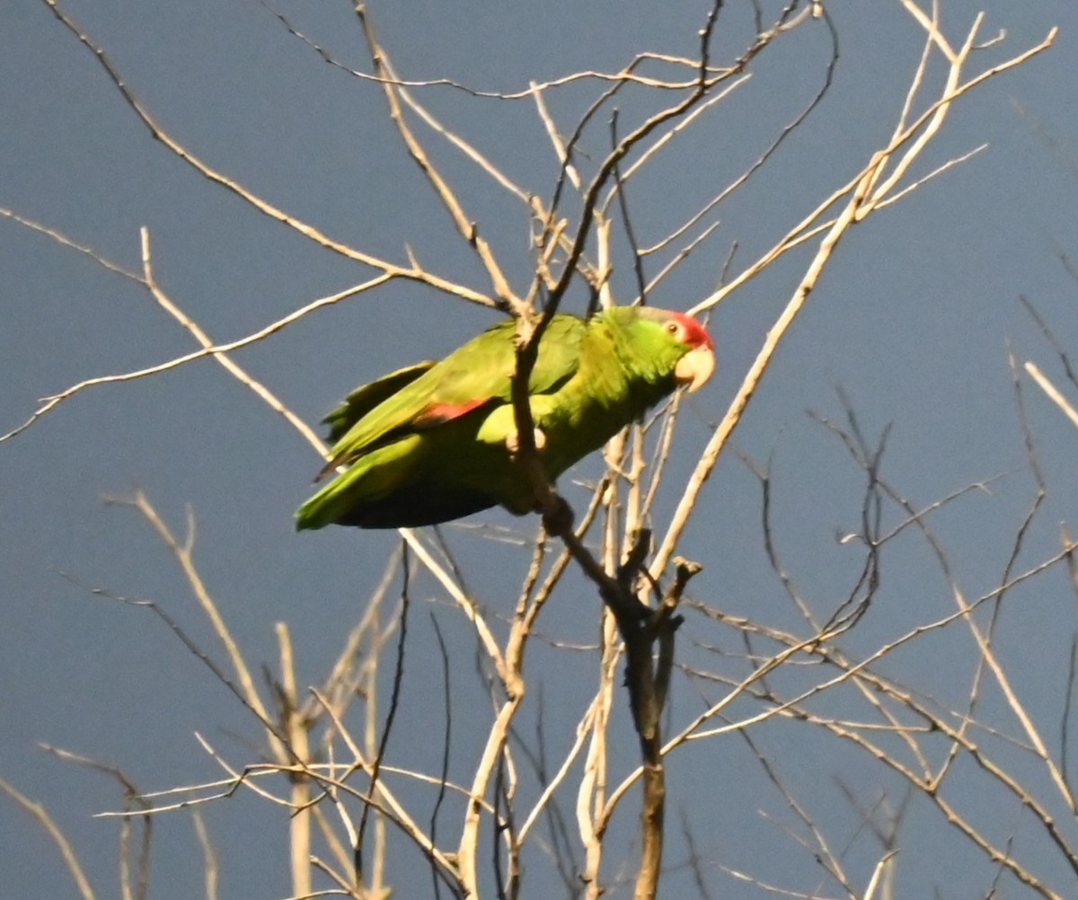 Red-crowned Parrot - Robert Perez