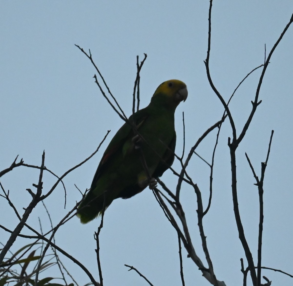 Yellow-headed Parrot - Robert Perez