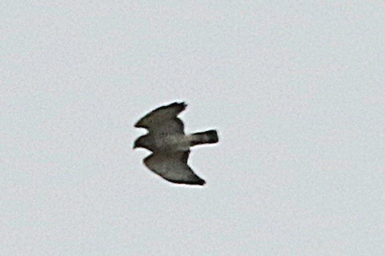 Broad-winged Hawk - ML617457634
