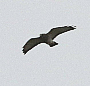 Broad-winged Hawk - ML617457648