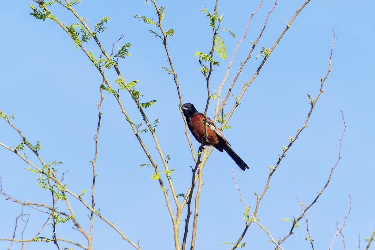 Orchard Oriole - ML617457703