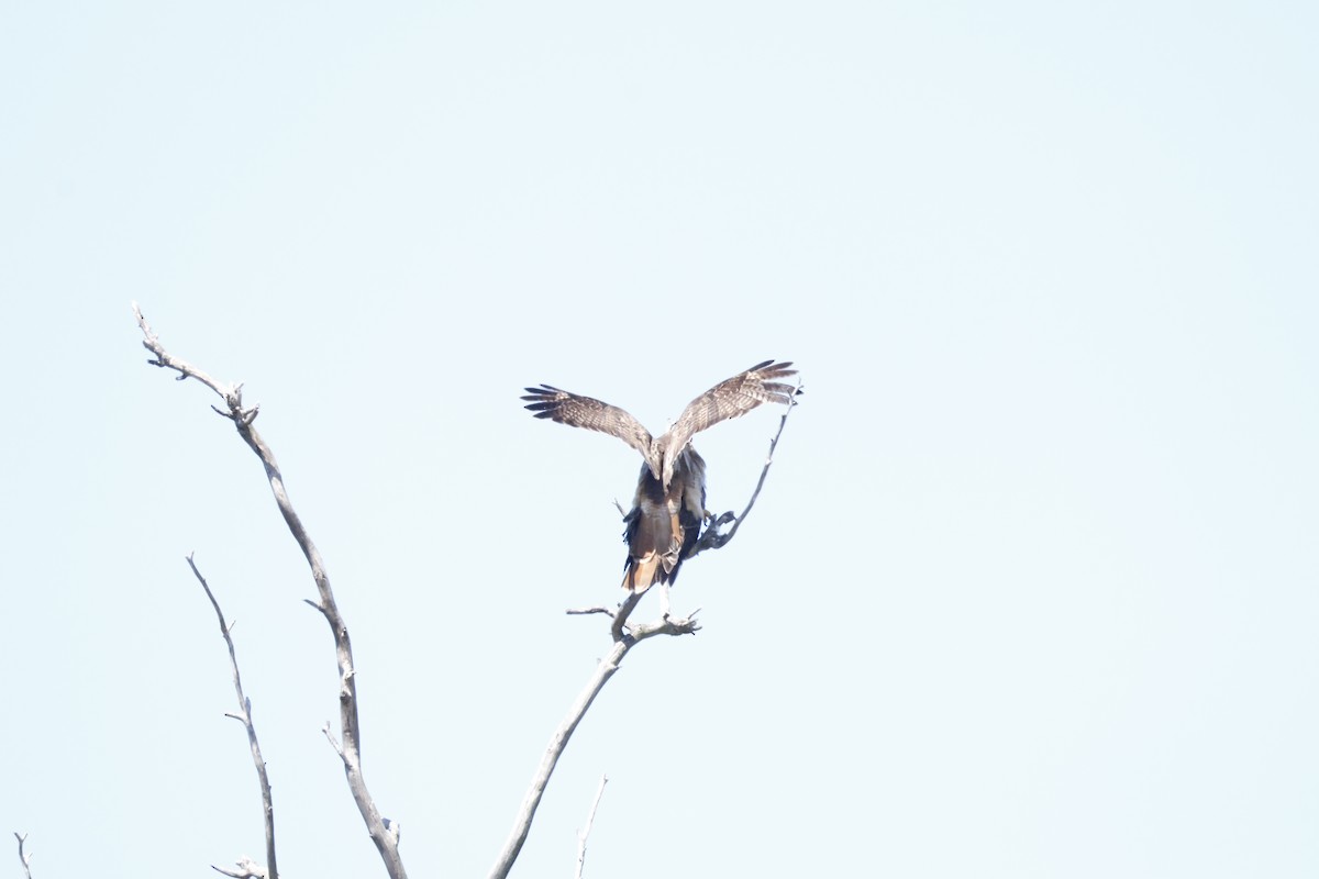 Red-tailed Hawk - ML617457708
