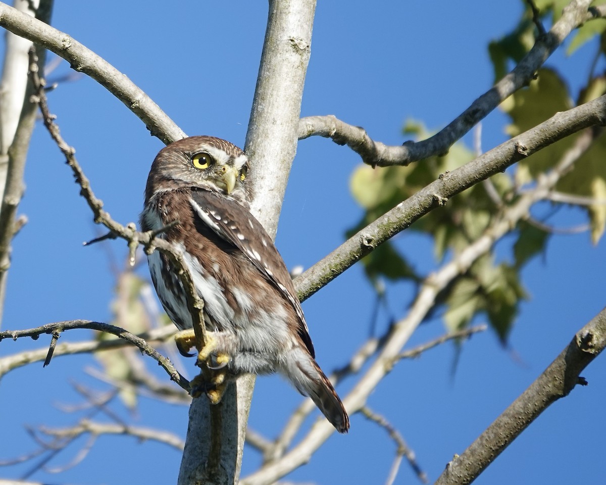 Austral Pygmy-Owl - ML617457723