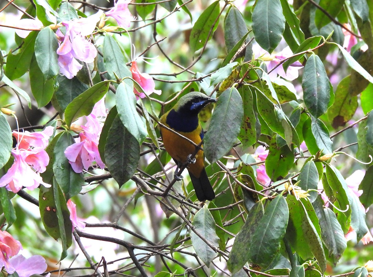 Orange-bellied Leafbird - ML617457783