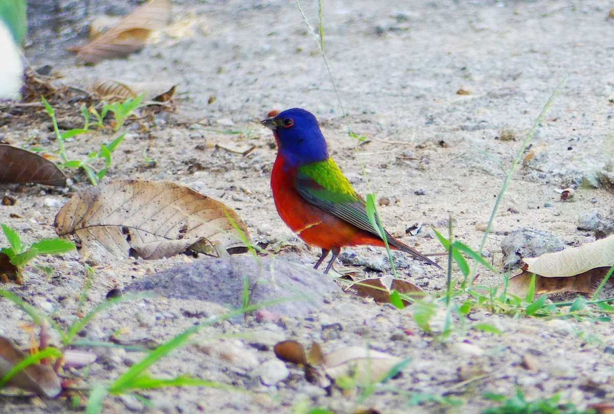 Painted Bunting - ML617457826