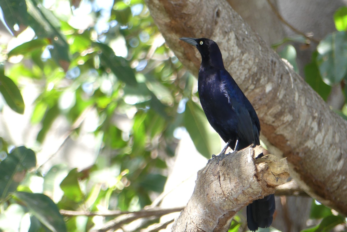 Great-tailed Grackle - ML617457833