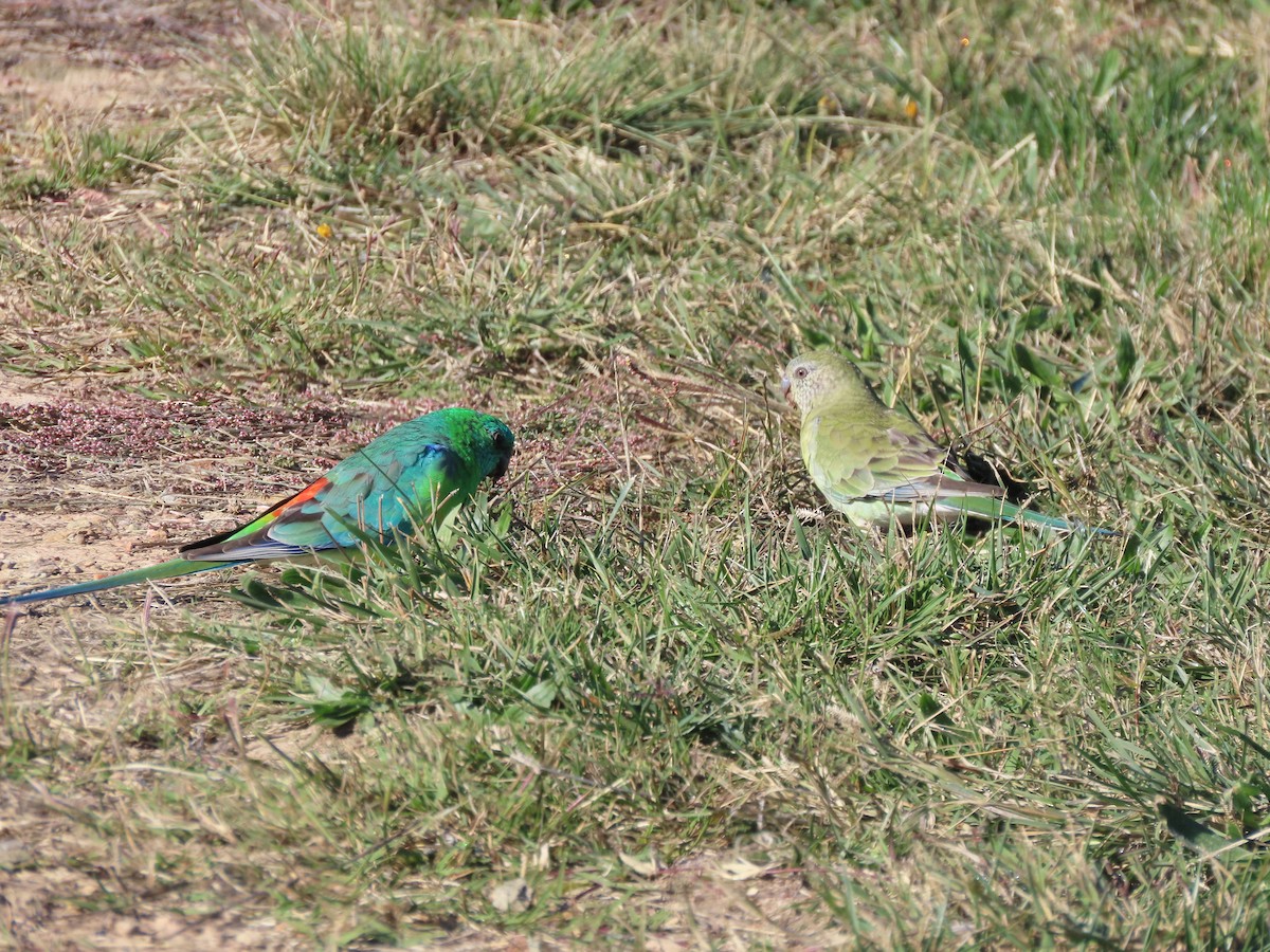 Red-rumped Parrot - ML617457875