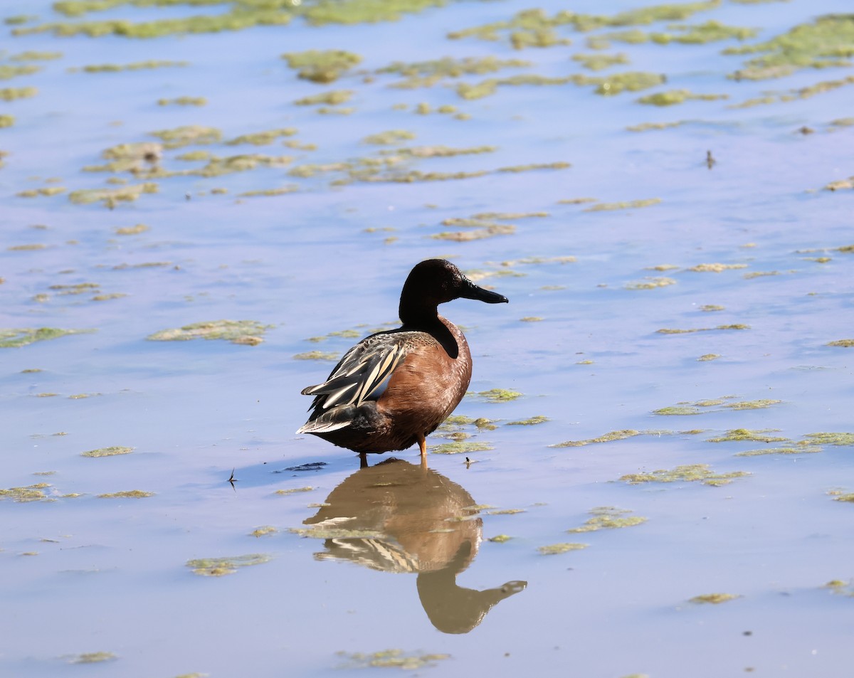 eBird Checklist - 15 Apr 2024 - Riparian Preserve at Gilbert Water ...