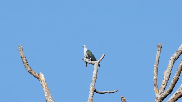 Green Imperial-Pigeon - ML617457909