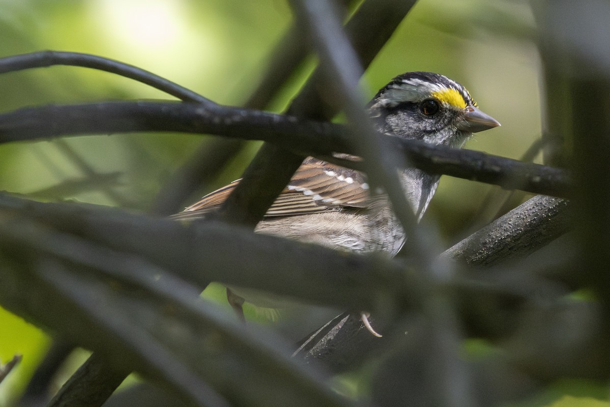 White-throated Sparrow - ML617457920