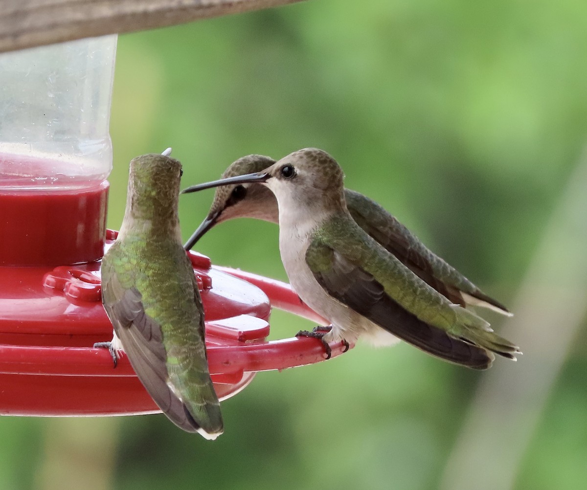Ruby-throated Hummingbird - George Chrisman