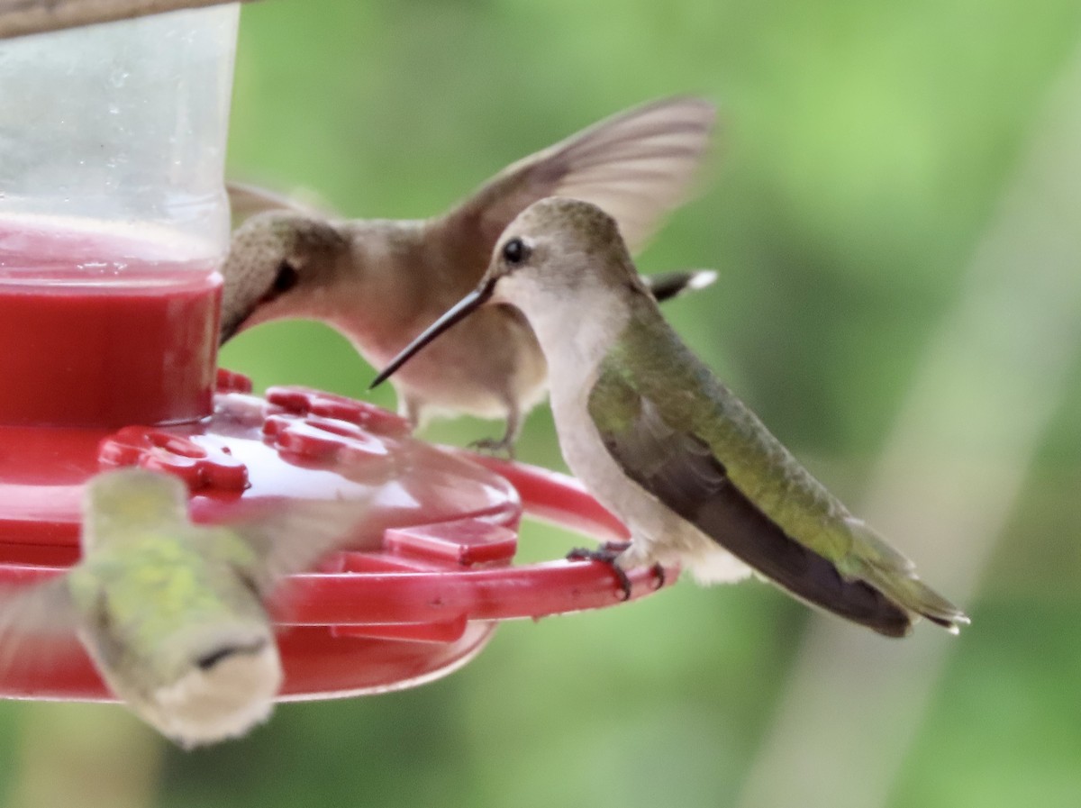Ruby-throated Hummingbird - ML617457930