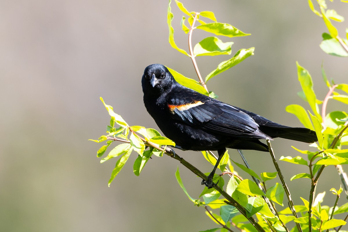 Red-winged Blackbird - Robert Wheat