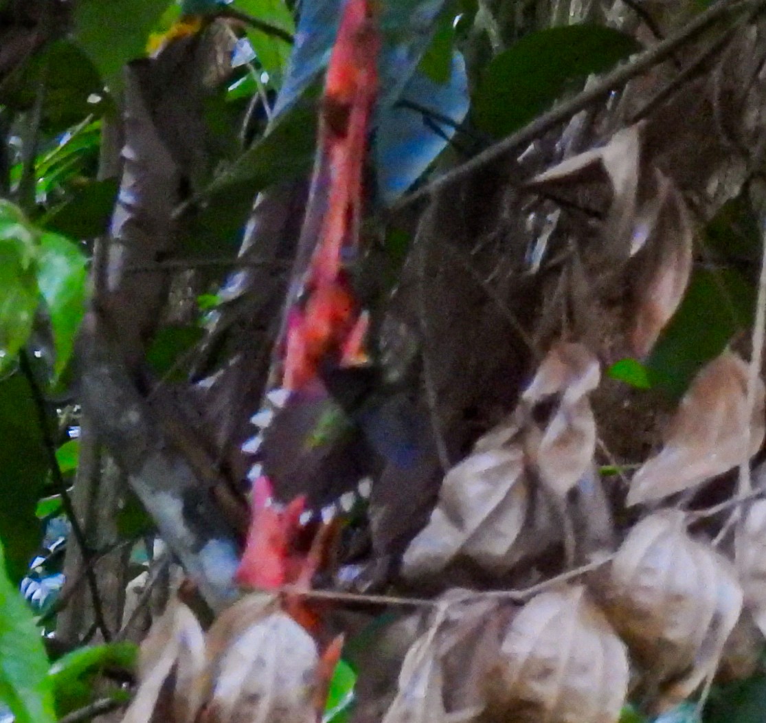 kolibřík orlozobec - ML617457979