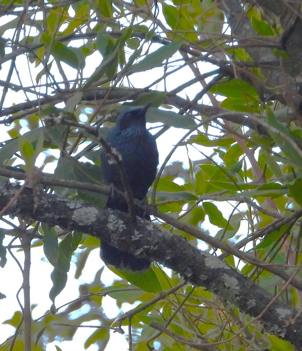 Blue Mockingbird - Guadalupe Esquivel Uribe