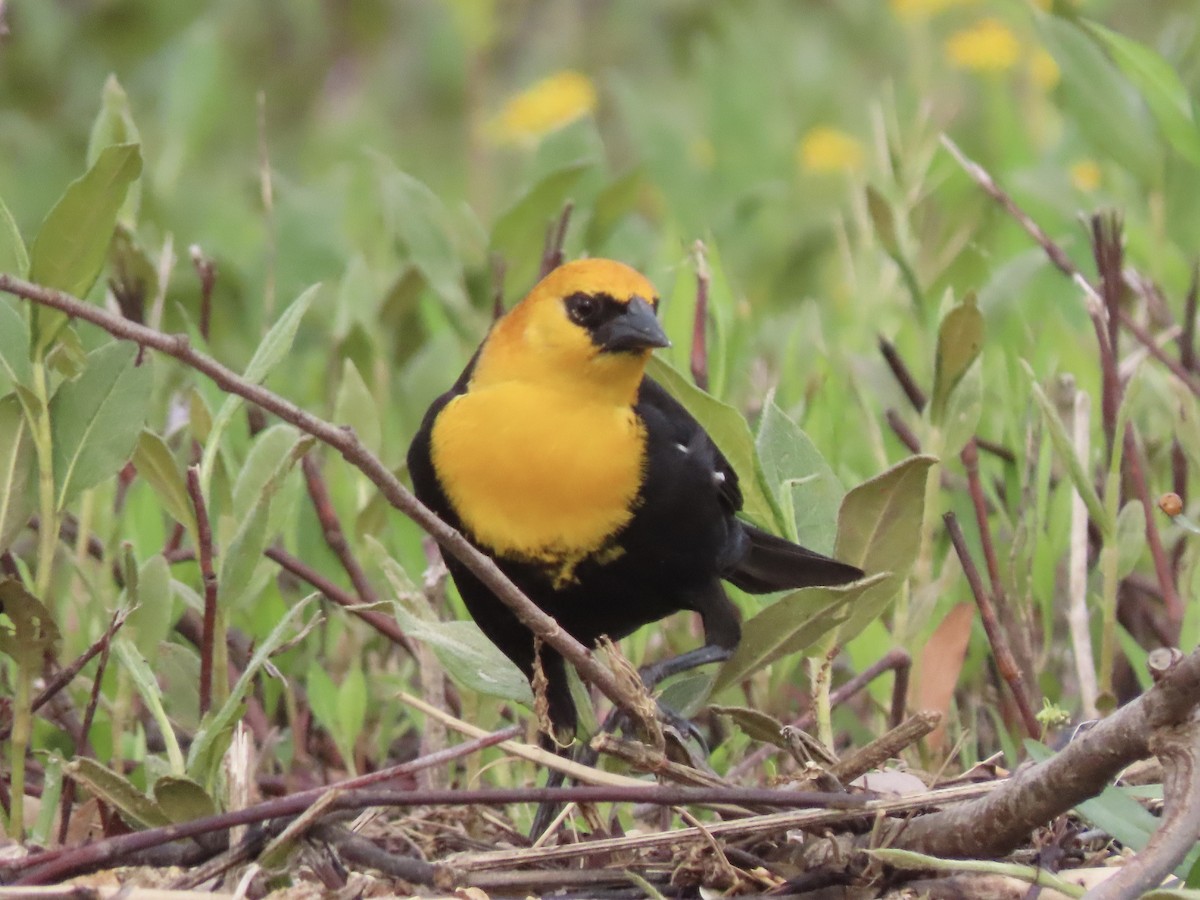 Yellow-headed Blackbird - ML617458020