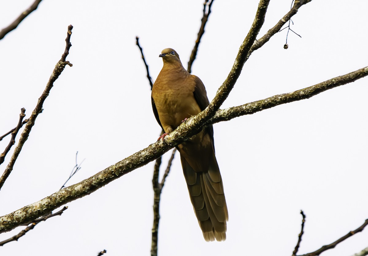 Brown Cuckoo-Dove - ML617458027