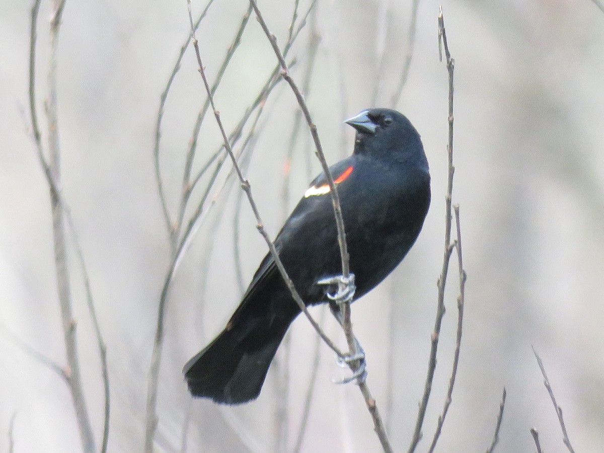 Red-winged Blackbird - ML617458066