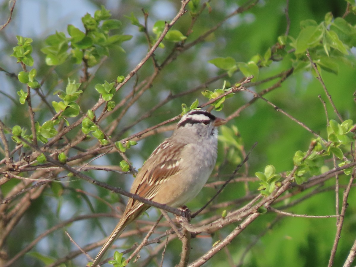 White-crowned Sparrow - Ruben  Stoll