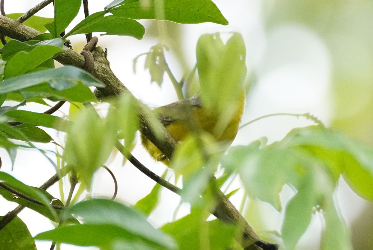 Golden-crowned Warbler - ML617458077