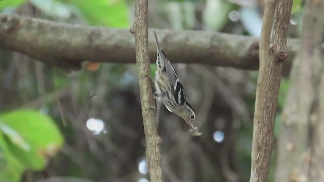 Black-and-white Warbler - ML617458174