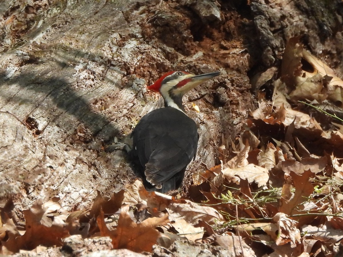 Pileated Woodpecker - ML617458231