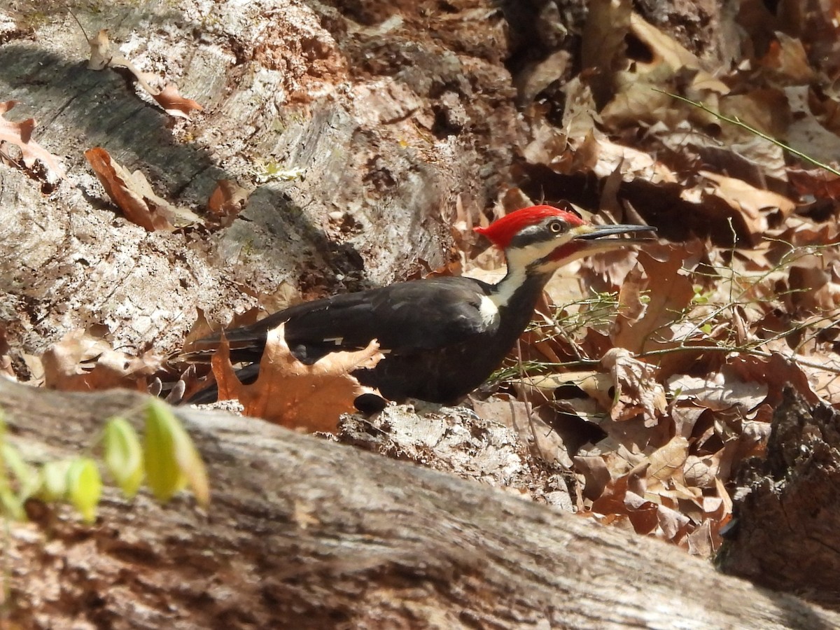 Pileated Woodpecker - ML617458232