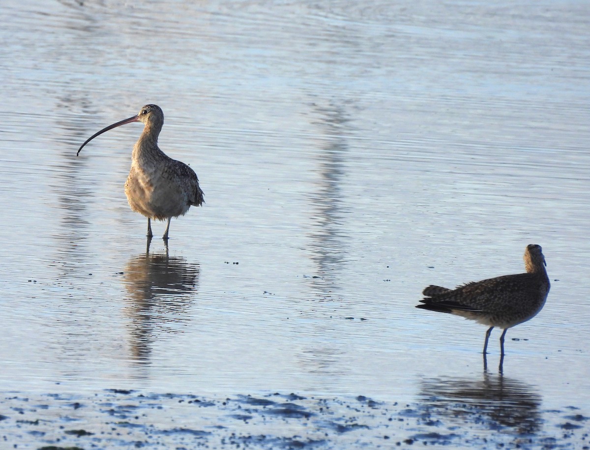 Long-billed Curlew - ML617458242
