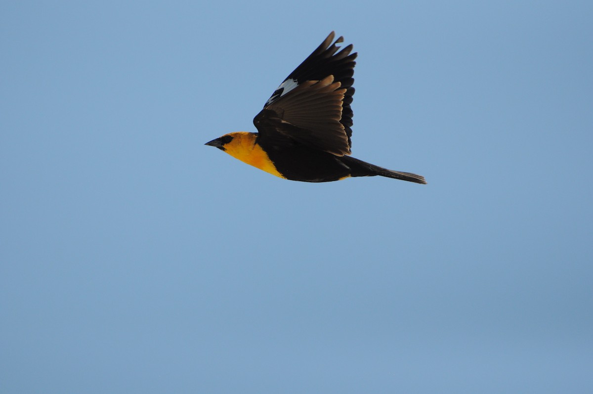 Yellow-headed Blackbird - ML617458269