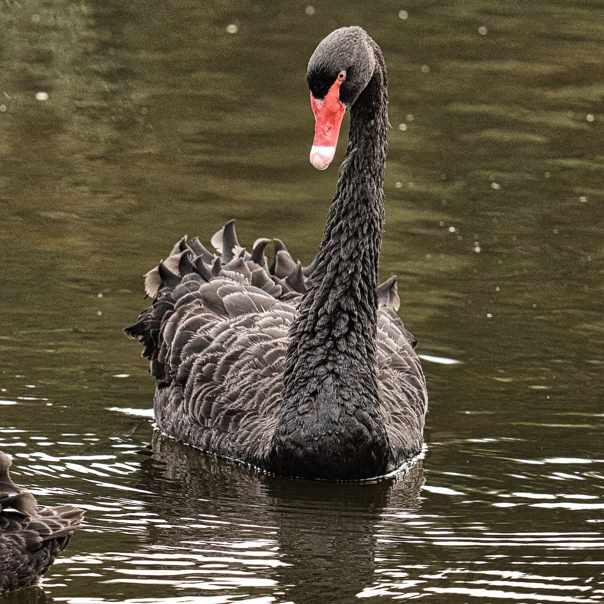 Black Swan - ML617458270