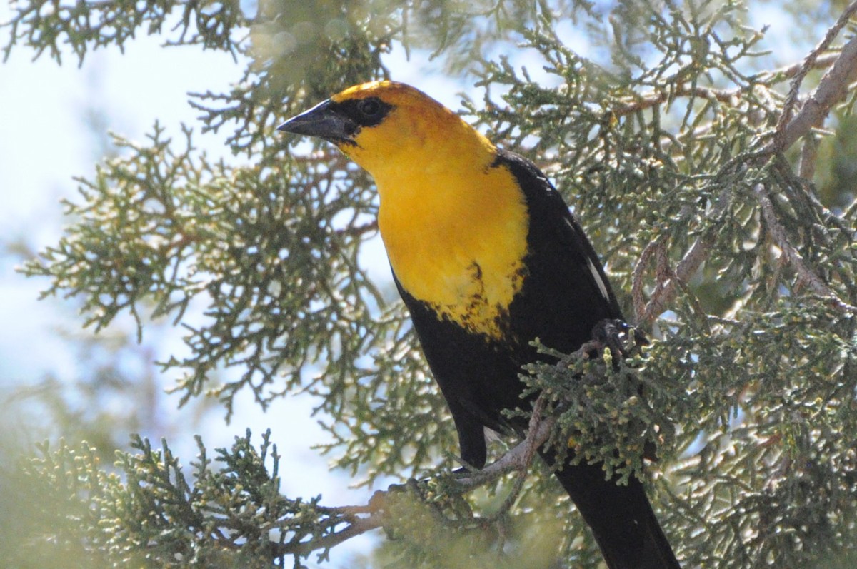 Yellow-headed Blackbird - Sean Huntley