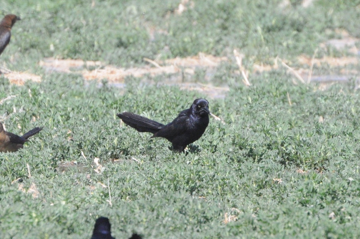 Great-tailed Grackle - ML617458291