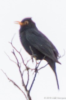 Eurasian Blackbird - ML617458297